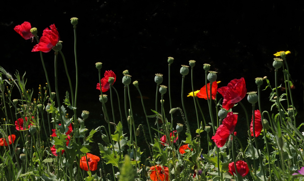 29 Poppies And Seed Heads by Ian Shaw