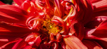18 Dahlia With Bug by Richard Anthony