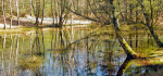 20 Reflections Of The Forest by Sue Case