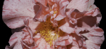 23 Camelia by Brian Howard