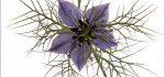 26 Love In A Mist by John Marshall