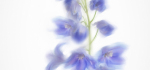 27 Delphinium by John Humphrey