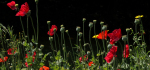 29 Poppies And Seed Heads by Ian Shaw