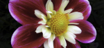 08 Collerette Dahlia by Brian Howard