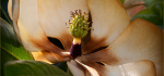 14 Magnolia In Shaft Of Light by Rob Harley