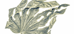 22 Fatsia Leaf by John Humphrey