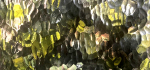 24 Flowers Through A Mottled Window by Peter Cotton