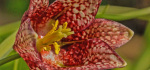 26 Snakes Head Fritillary by Richard Anthony