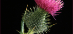 27 Spear Thistle by John Marshall