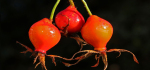 29 Wet Rose Hips by Ian Shaw