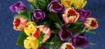 31 Tulips From Above by Hilary Moore