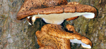 04 Not Mushroom For Dancing by Peter Cotton