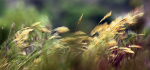 08 Blowing In The Wind by Sue Case