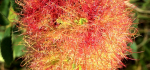 10 Aflame by Hilary Moore