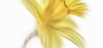 11 Daffodil by John Humphrey