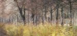 12 Autumn In Schleissheim by Vicky Sinclair
