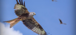13 Soaring by Rob Harley