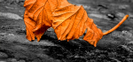 22 Leaf Resting by Linda van Geene