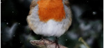 25 Robin In Snow by Hilary Moore
