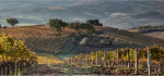 26 Early Light On Autumn Vines by James McCracken