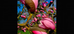 31 Early Magnolia by Lai Chan