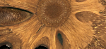 35 An Original Banksia by Peter Cotton