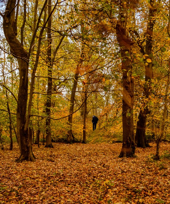 03 Ashridge Autumn by Linda van Geene