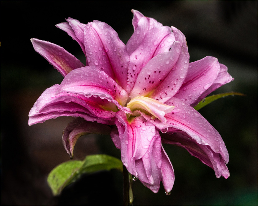 13 Raindrop Covered Lily by Richard Anthony