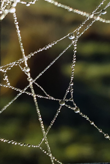 24 Frosted Cobwebs by Sue Case