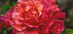 01 Red Rose by Hilary Moore