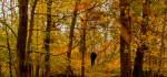 03 Ashridge Autumn by Linda van Geene