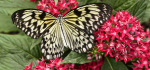 20 Rice Paper Butterfly Feeding by Hilary Moore