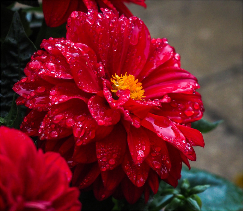 17 Rain Flower by Richard Anthony
