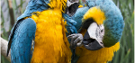 01 Two Macaws Preening by Hilary Moore