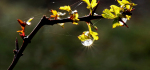 03 Dew Drop by Ian Shaw
