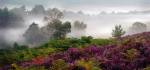 04 Fog And Foliage by Sue Case