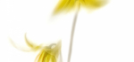 10 Erythronium by John Humphrey