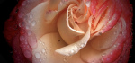 12 La Rose by Lai Chan