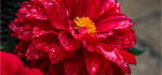17 Rain Flower by Richard Anthony