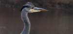 19 Heron by Ian Shaw