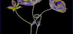 29 Geranium by Richard Anthony