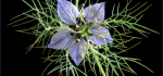 32 Love In A Mist by John Marshall