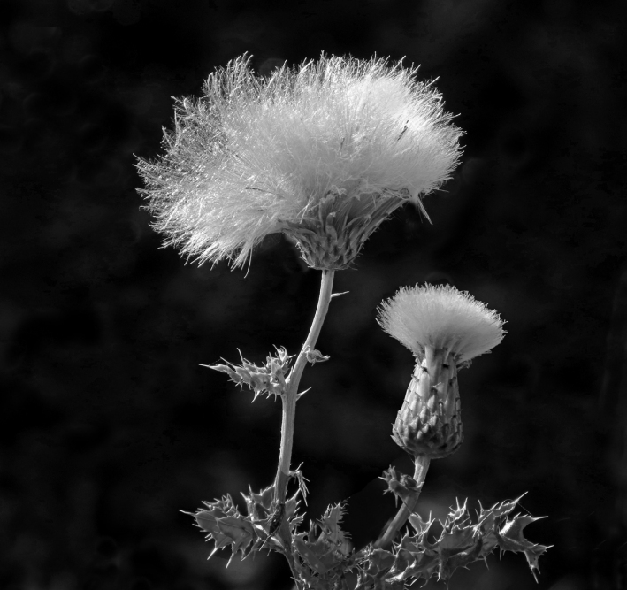 06 Thistle Seeds by Ian Shaw
