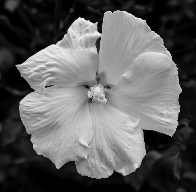 07 White Hibiscus by Brian Howard