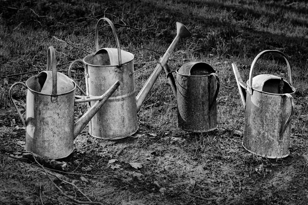 12 Watering Can Cancan by Philip Byford