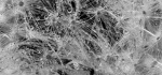 04 Dew Covered Dandelion Seedhead by Richard Anthony