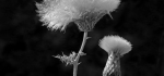 06 Thistle Seeds by Ian Shaw