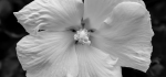 07 White Hibiscus by Brian Howard