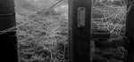 09 Jurassic Spider Webs by Sue Case