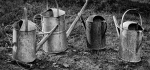 12 Watering Can Cancan by Philip Byford